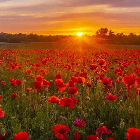 Roulotte Boheme En Provence, Terra Luna, * 瓦朗索尔
